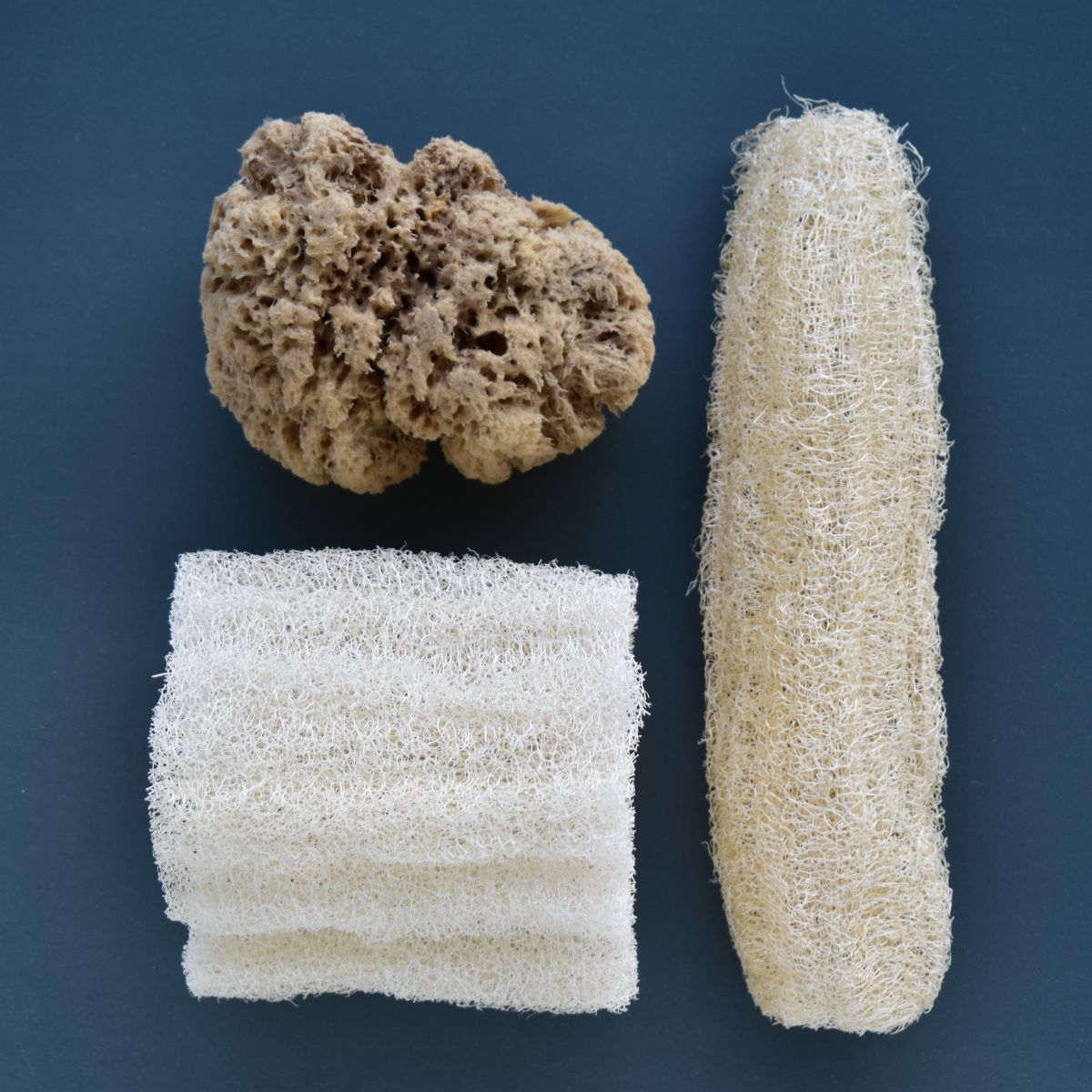 Loofah and sea sponge differences