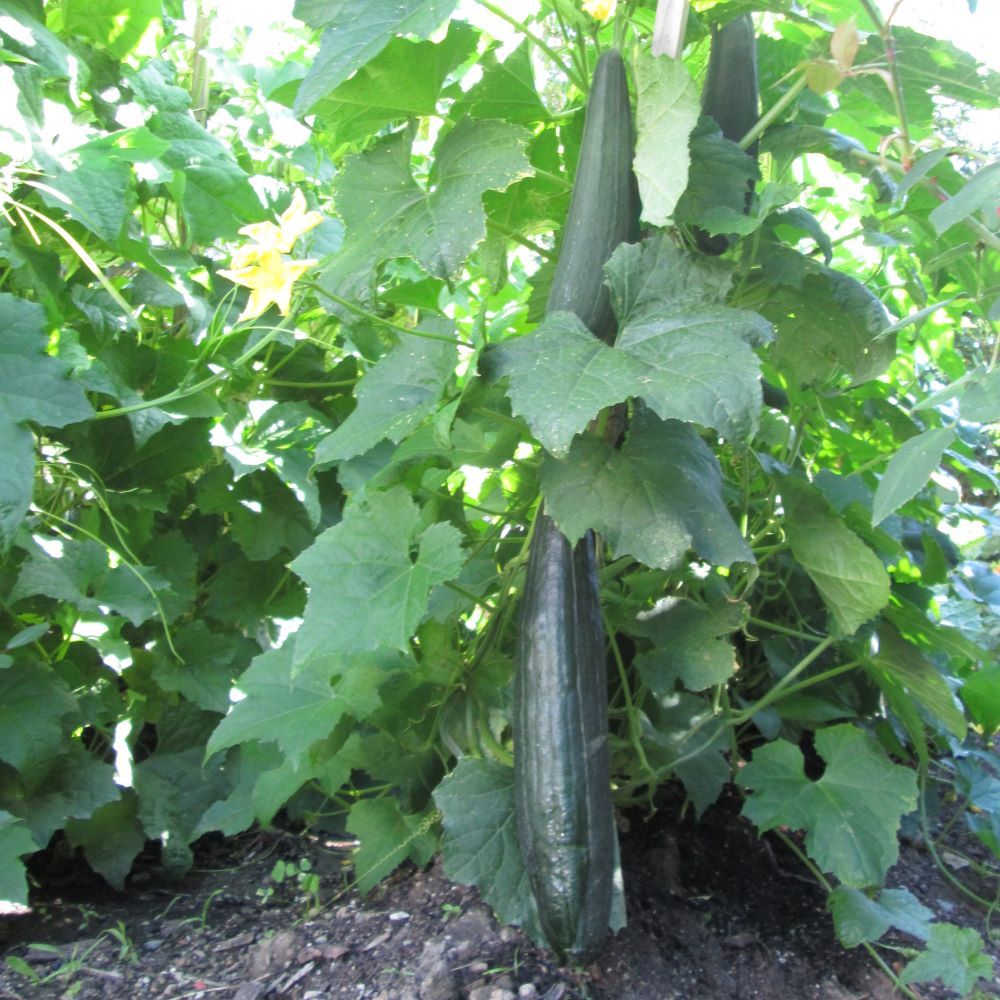 Loofah growing on the vine